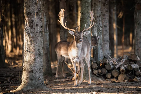 beautiful deer standing in a wild forest