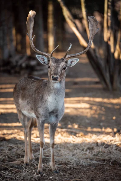 beautiful deer standing in a wild forest