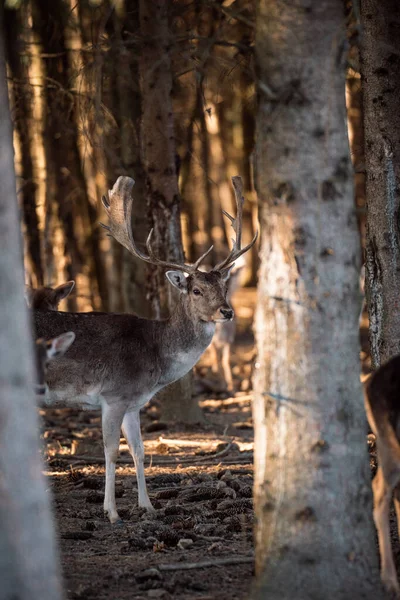 beautiful deer standing in a wild forest