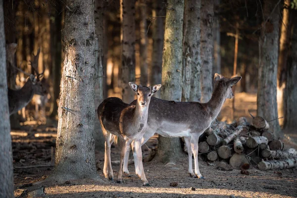 beautiful deer standing in a wild forest