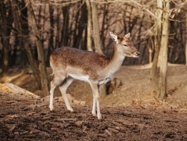 Vahşi bir ormanda duran güzel geyikler