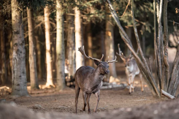 beautiful deer standing in a wild forest