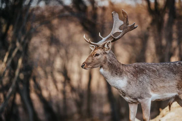 beautiful deer standing in a wild forest