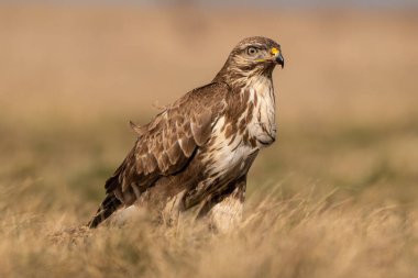 Çimenlerde tek başına duran sıradan bir akbaba.