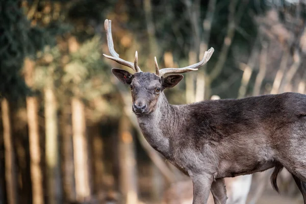 beautiful deer standing in a wild forest