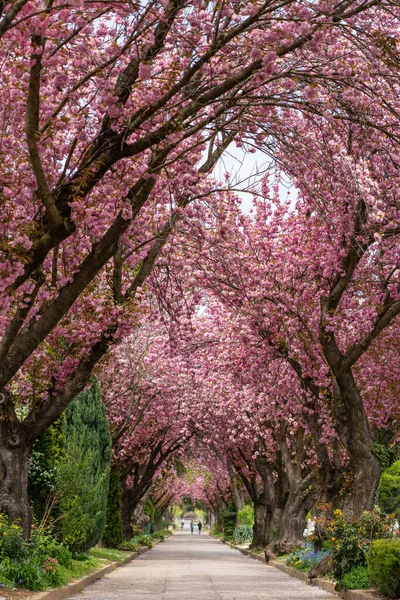 Route Aux Grands Cerisiers Majestueusement Fleuris — Photo