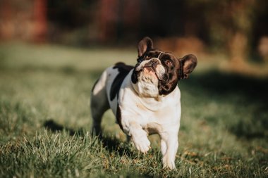 Parkta koşan güzel Fransız bulldog.