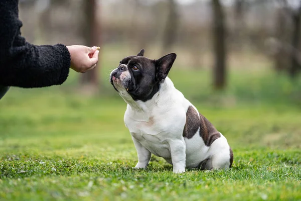 Mooie Franse Bulldog Zitten Gras Zijn Eigenaar Voeden Hem — Stockfoto