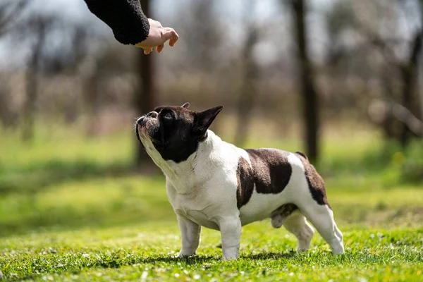 Beautiful French Bulldog Sitting Grass His Owner Feeding Him — Stock Photo, Image