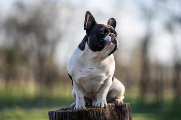 Mooie Franse Bulldog Zittend Een Stam — Stockfoto