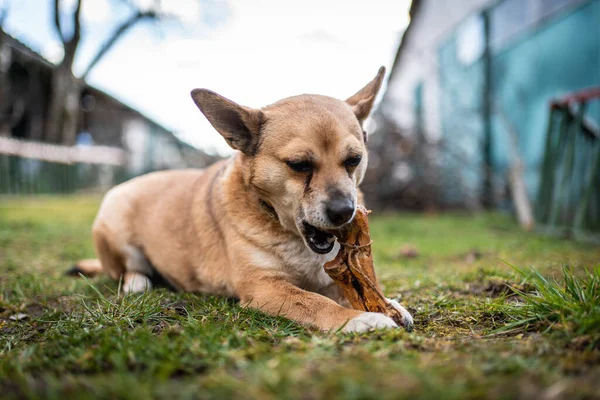 Pequeño Perro Marrón Masticando Hueso Grande — Foto de Stock