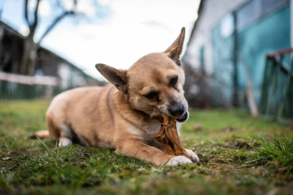 small brown dog chewing a big bone