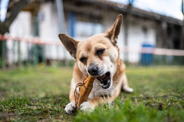 small brown dog chewing a big bone