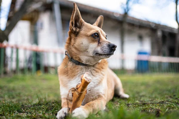 Pequeño Perro Marrón Masticando Hueso Grande —  Fotos de Stock