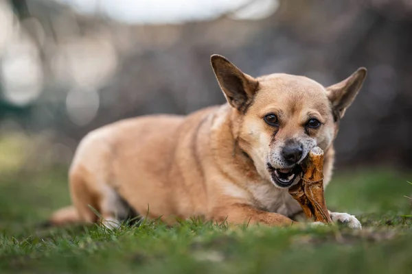 大きな骨を噛む小さな茶色の犬 — ストック写真