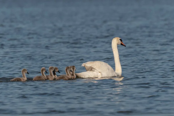 Witte Zwaan Zwemmen Met Haar Baby — Stockfoto