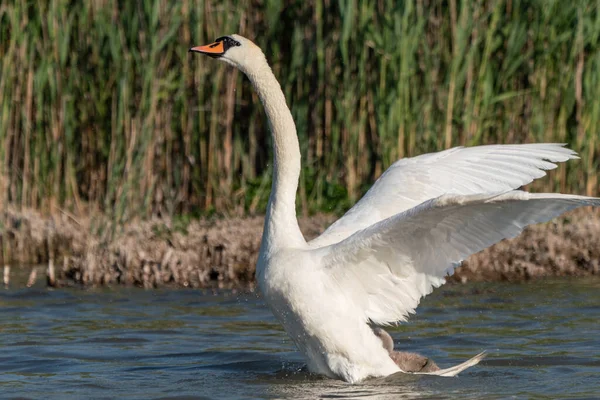 Witte Zwaan Landing Een Meer — Stockfoto