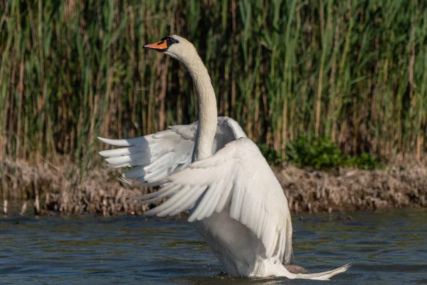 Witte Zwaan Landing Een Meer — Stockfoto