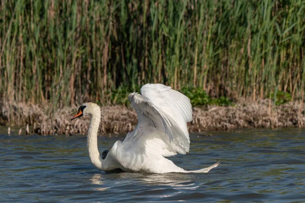 Белый Лебедь Приземлился Озеро — стоковое фото