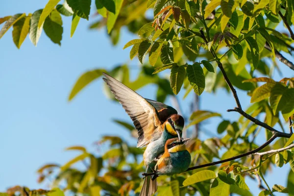 Kleurrijke Bijeneters Bedrijven Liefde — Stockfoto