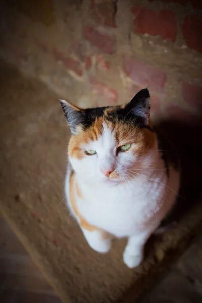 Güzel kedi — Stok fotoğraf