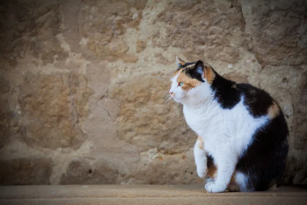 Beautiful Cat — Stock Photo, Image