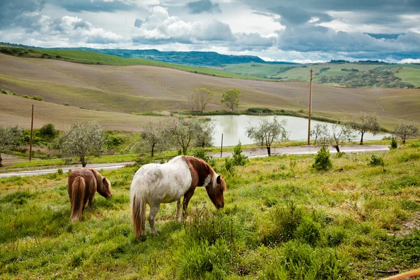 Caballos en Toscana — Foto de Stock
