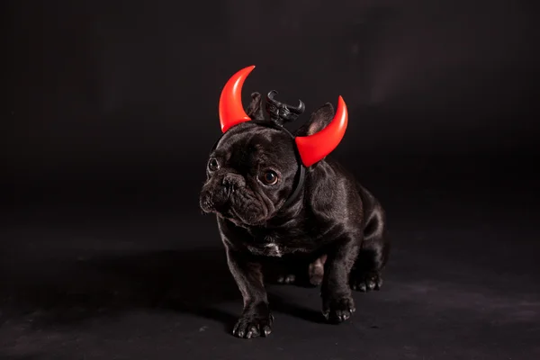 French bulldog with devil horn — Stock Photo, Image