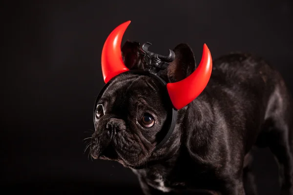 French bulldog with devil horn — Stock Photo, Image