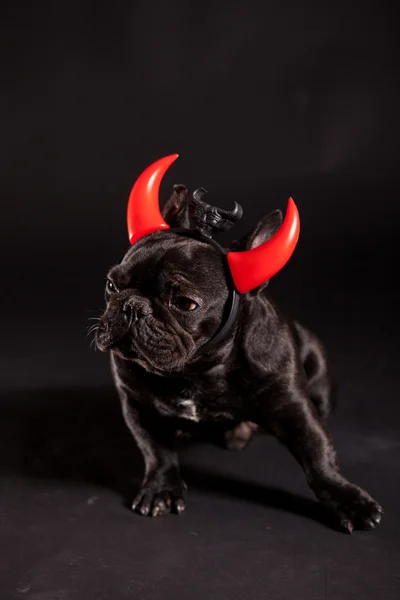 French bulldog with devil horn — Stock Photo, Image