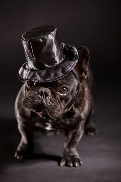 Elegant french bulldog Stock Photo