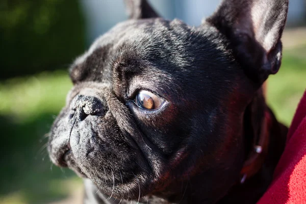 Bulldog francés — Foto de Stock