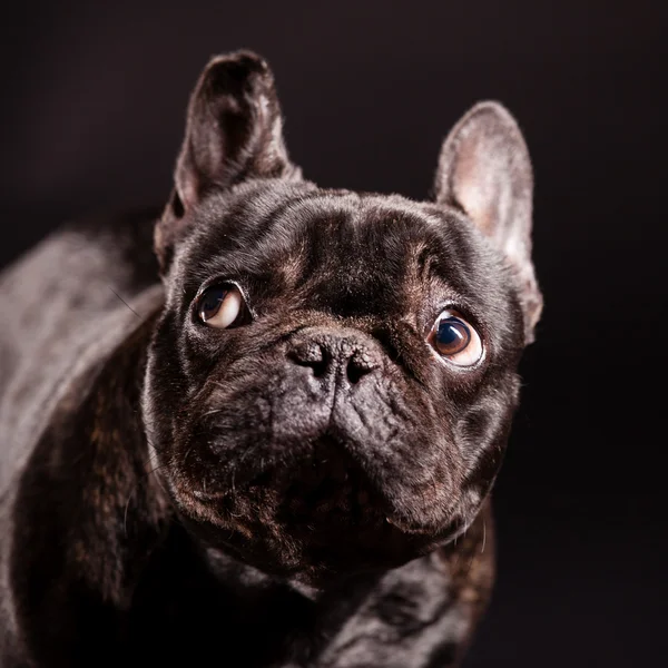 Franse bulldog — Stockfoto