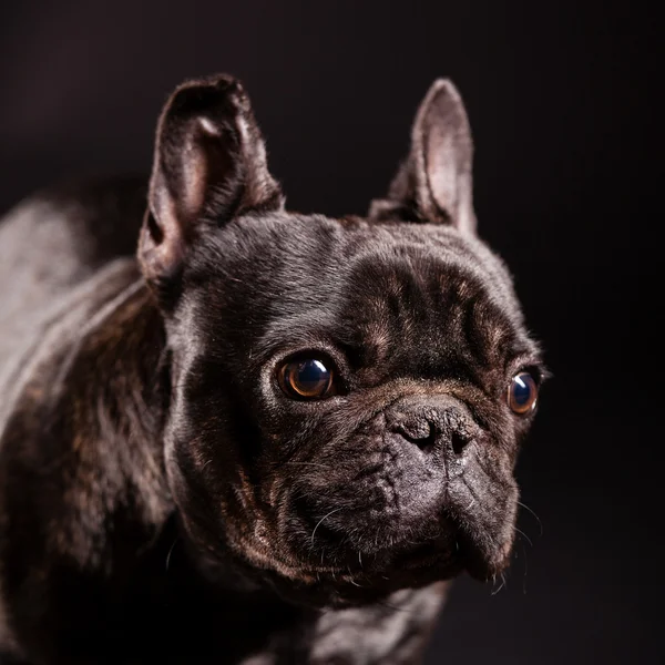 Franse bulldog — Stockfoto