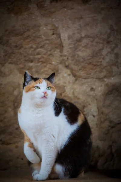 Güzel kedi — Stok fotoğraf