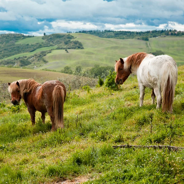 Hästar i Toscana — Stockfoto