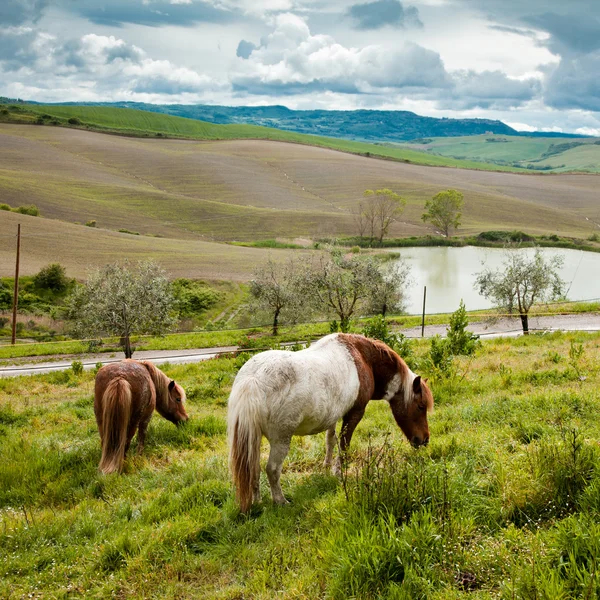 Caballos en Toscana — Foto de Stock