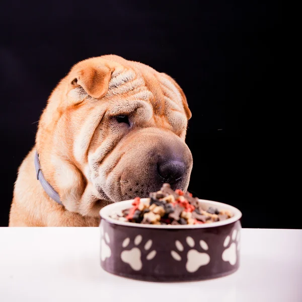 Sharpei cão com prato — Fotografia de Stock