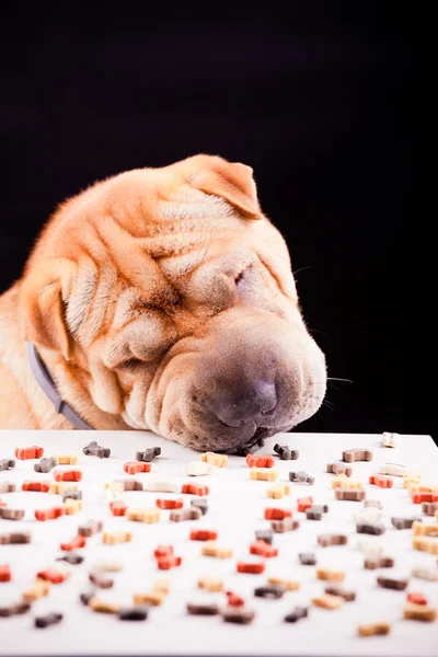 Sharpei dog with plate — Stock Photo, Image