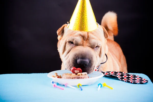 Sharpei perro celebrando cumpleaños — Foto de Stock