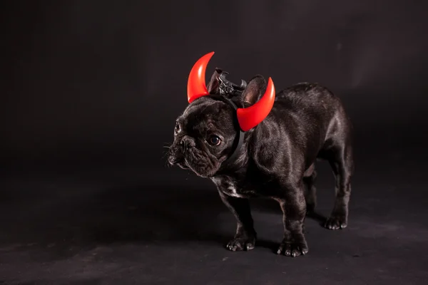 French bulldog — Stock Photo, Image