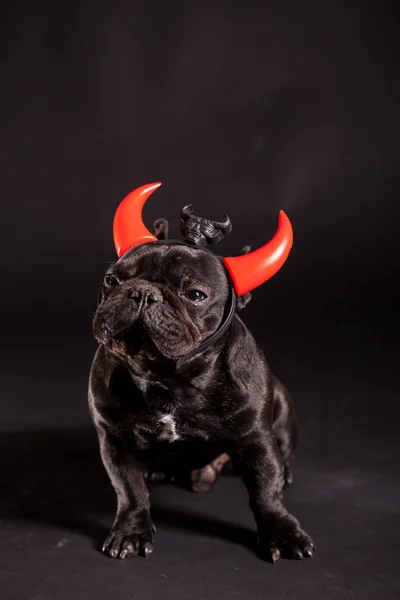 French bulldog — Stock Photo, Image