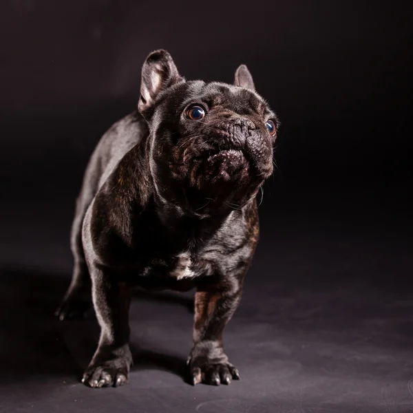 Franse bulldog — Stockfoto