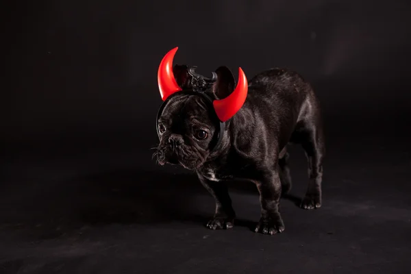 French bulldog with devil horn — Stock Photo, Image