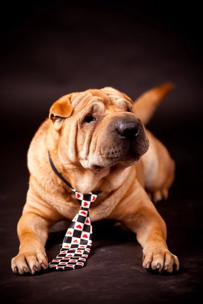 Sharpei hond in studio — Stockfoto