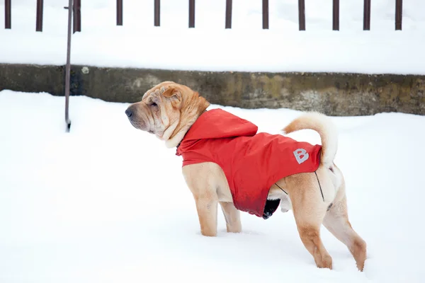 Sharpei dog in snow — Stock Photo, Image