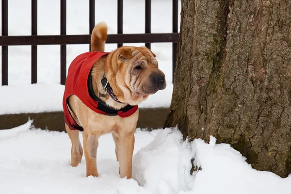 Sharpei dog in snow — Stock Photo, Image