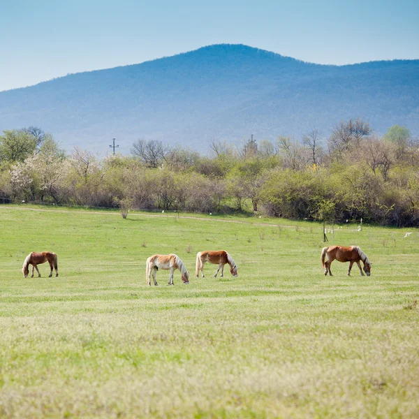 Belos cavalos — Fotografia de Stock