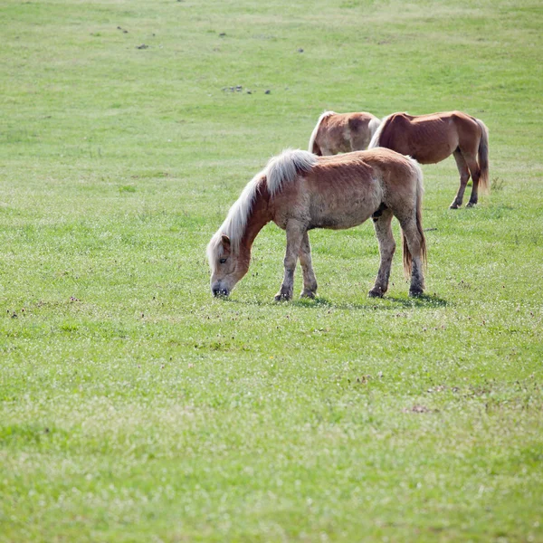 Hermosos caballos —  Fotos de Stock