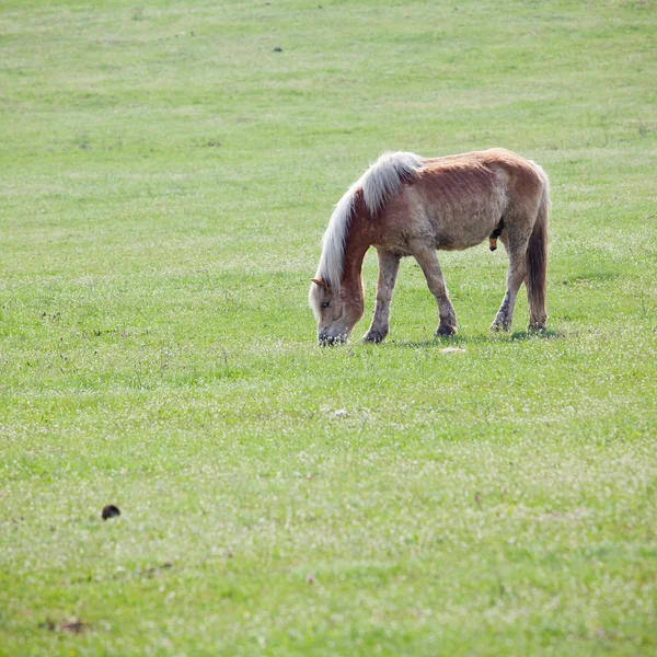 Mooi paard — Stockfoto